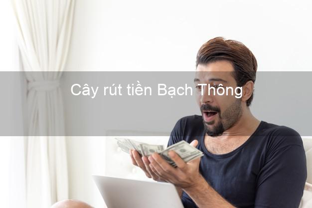 Cây rút tiền Bạch Thông Bắc Kạn Cây rút tiền Bạch Thông Bắc Kạn