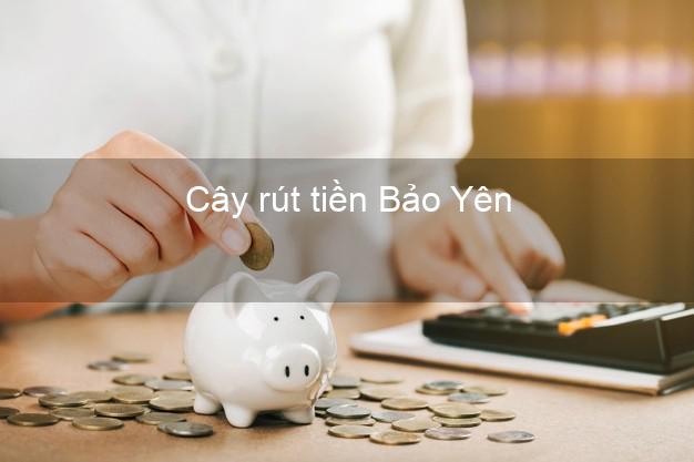 Cây rút tiền Bảo Yên Lào Cai Cây rút tiền Bảo Yên Lào Cai