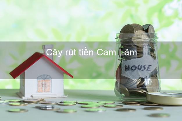 Cây rút tiền Cam Lâm Khánh Hòa Cây rút tiền Cam Lâm Khánh Hòa