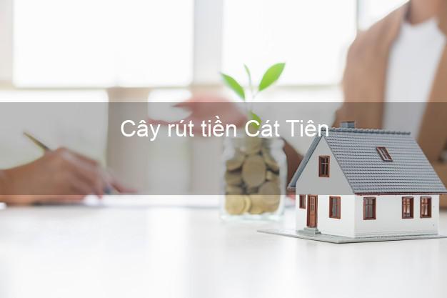 Cây rút tiền Cát Tiên Lâm Đồng Cây rút tiền Cát Tiên Lâm Đồng