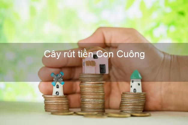 Cây rút tiền Con Cuông Nghệ An Cây rút tiền Con Cuông Nghệ An