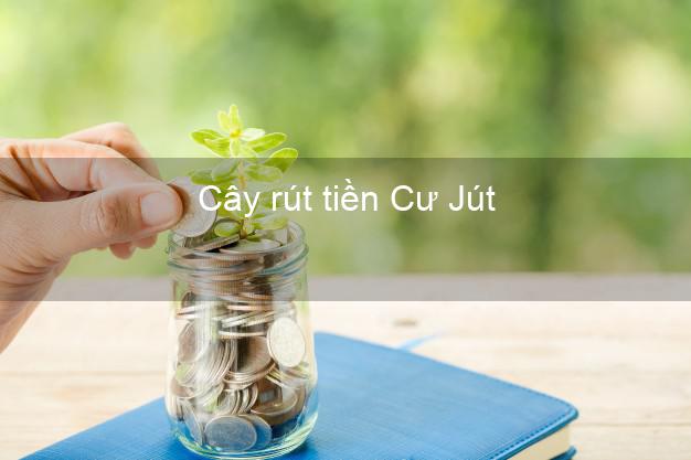 Cây rút tiền Cư Jút Đắk Nông Cây rút tiền Cư Jút Đắk Nông