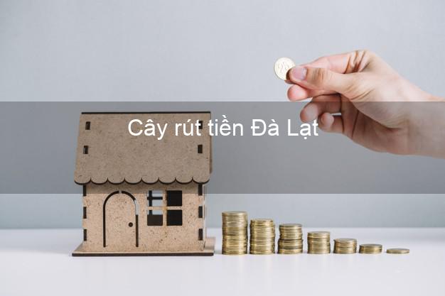 Cây rút tiền Đà Lạt Lâm Đồng Cây rút tiền Đà Lạt Lâm Đồng