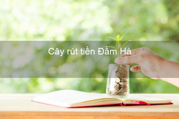 Cây rút tiền Đầm Hà Quảng Ninh Cây rút tiền Đầm Hà Quảng Ninh