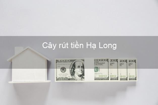 Cây rút tiền Hạ Long Quảng Ninh Cây rút tiền Hạ Long Quảng Ninh