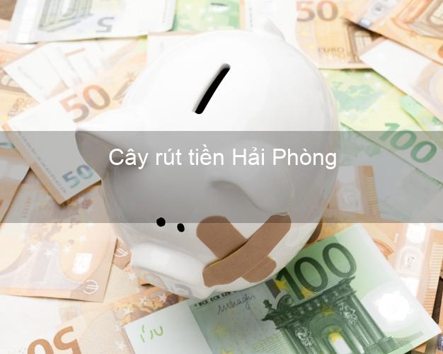 Cây rút tiền Hải Phòng Cây rút tiền Hải Phòng