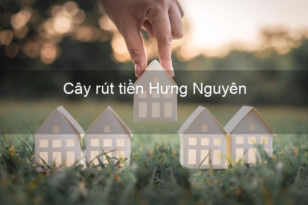 Cây rút tiền Hưng Nguyên Nghệ An Cây rút tiền Hưng Nguyên Nghệ An