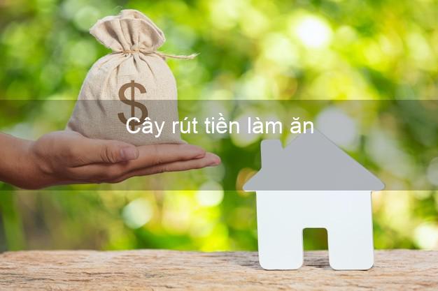 Cây rút tiền làm ăn Nhanh nhất Cây rút tiền làm ăn Nhanh nhất