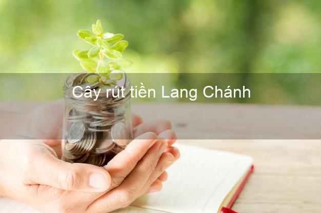 Cây rút tiền Lang Chánh Thanh Hóa Cây rút tiền Lang Chánh Thanh Hóa
