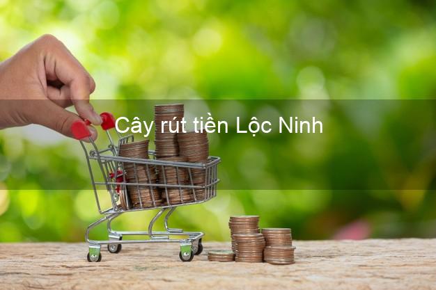 Cây rút tiền Lộc Ninh Bình Phước Cây rút tiền Lộc Ninh Bình Phước