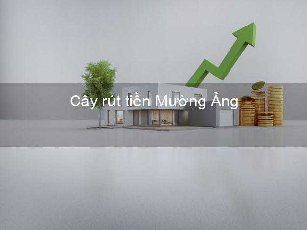 Cây rút tiền Mường Ảng Điện Biên Cây rút tiền Mường Ảng Điện Biên
