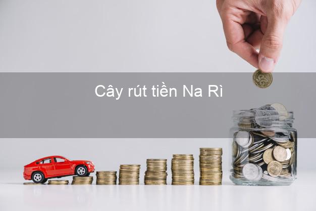 Cây rút tiền Na Rì Bắc Kạn Cây rút tiền Na Rì Bắc Kạn