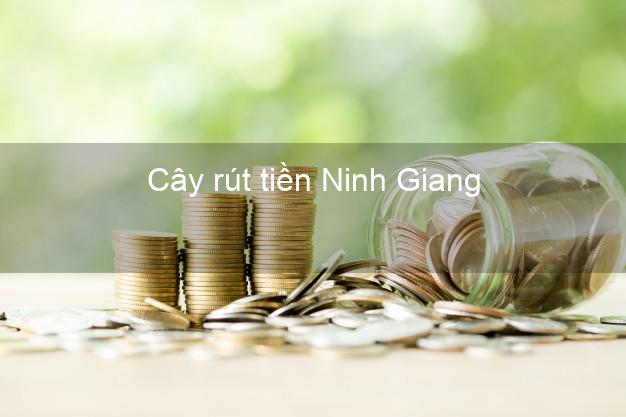 Cây rút tiền Ninh Giang Hải Dương Cây rút tiền Ninh Giang Hải Dương