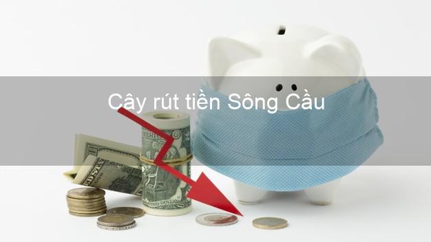 Cây rút tiền Sông Cầu Phú Yên Cây rút tiền Sông Cầu Phú Yên