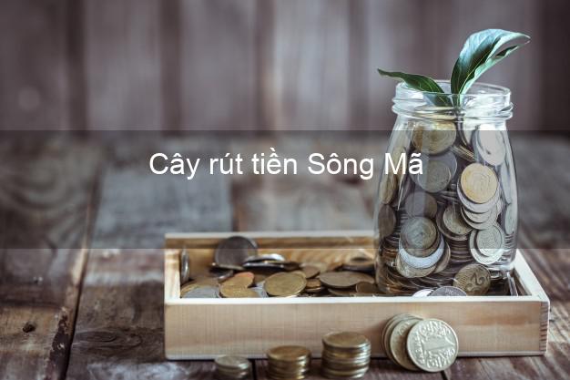 Cây rút tiền Sông Mã Sơn La Cây rút tiền Sông Mã Sơn La
