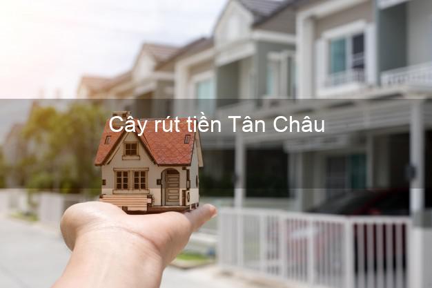Cây rút tiền Tân Châu An Giang Cây rút tiền Tân Châu An Giang