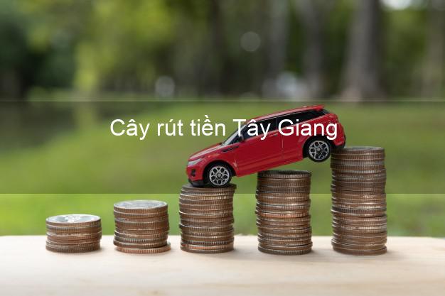 Cây rút tiền Tây Giang Quảng Nam Cây rút tiền Tây Giang Quảng Nam