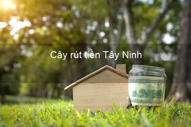 Cây rút tiền Tây Ninh Cây rút tiền Tây Ninh