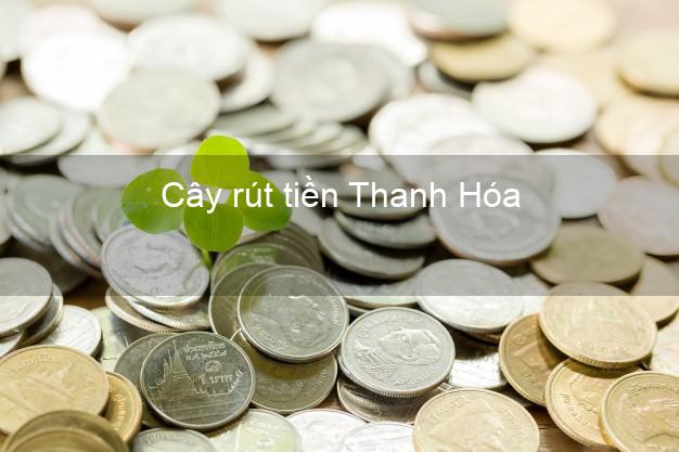 Cây rút tiền Thanh Hóa Cây rút tiền Thanh Hóa