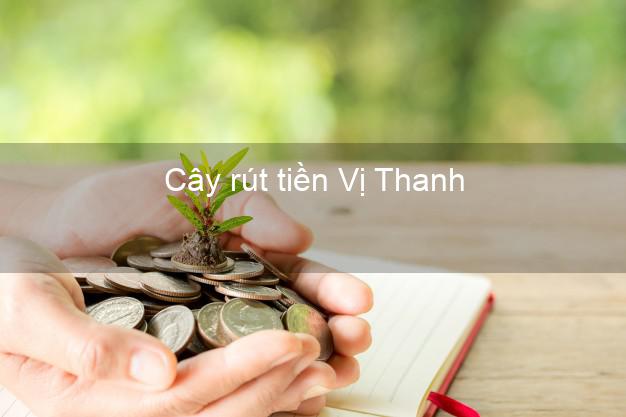 Cây rút tiền Vị Thanh Hậu Giang Cây rút tiền Vị Thanh Hậu Giang