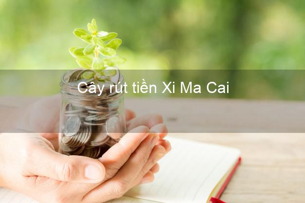 Cây rút tiền Xi Ma Cai Lào Cai Cây rút tiền Xi Ma Cai Lào Cai